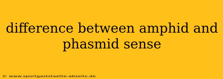 difference between amphid and phasmid sense