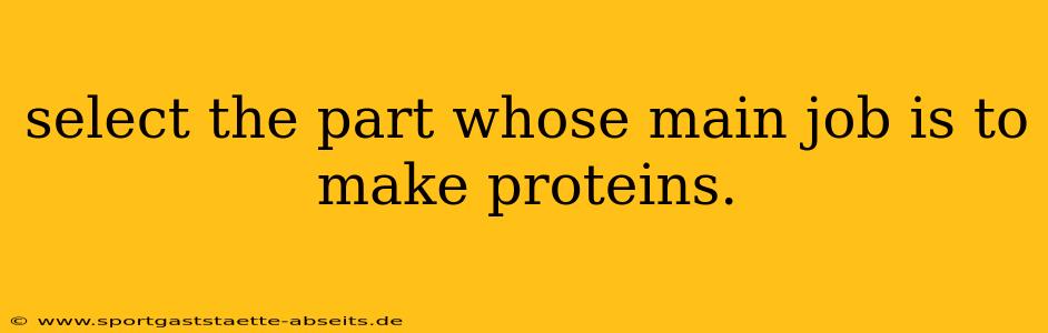 select the part whose main job is to make proteins.