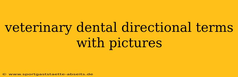 veterinary dental directional terms with pictures