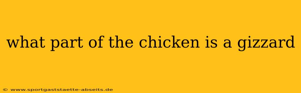 what part of the chicken is a gizzard