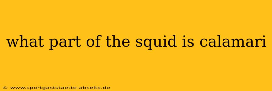 what part of the squid is calamari